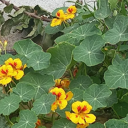 アパート Acra Melia PalaiónTsiflíkion