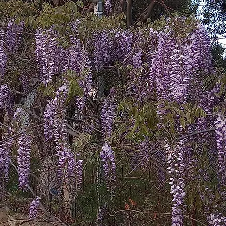 Acra Melia PalaiónTsiflíkion