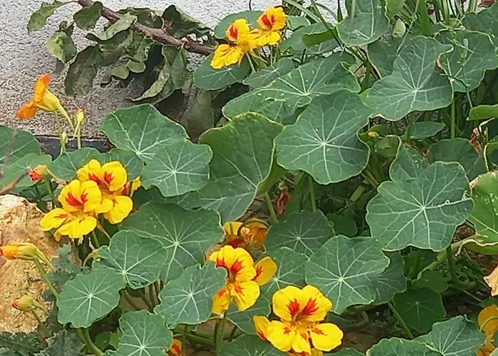 Apartamento Acra Melia PalaiónTsiflíkion