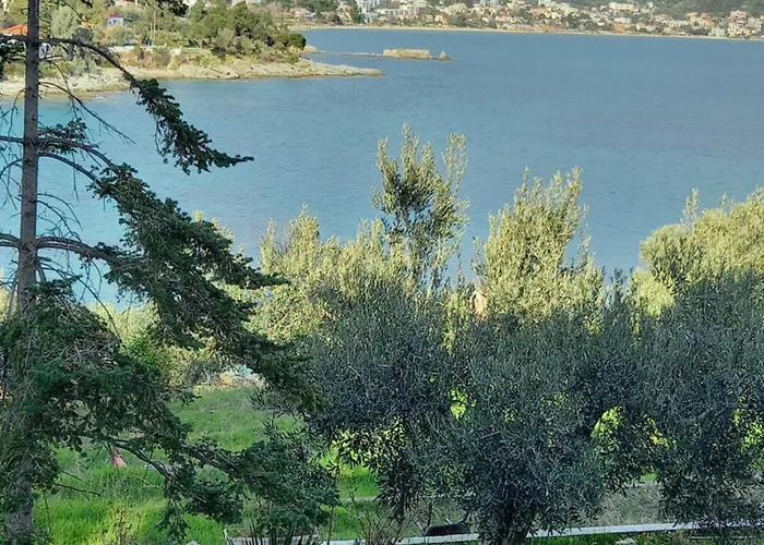 Acra Melia