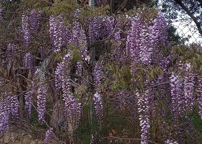 Acra Melia PalaiónTsiflíkion